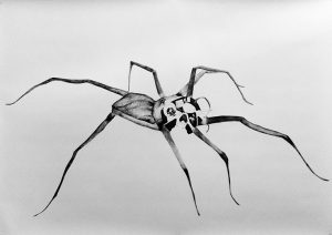 Spider | Emma Strangwayes-Booth